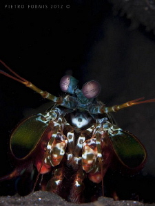 Tulamben - Mantis shrimp by Pietro Formis 